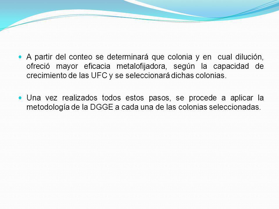 A partir del conteo se determinará que colonia y en cual dilución, ofreció mayor eficacia metalofijadora, según la capacidad de crecimiento de las UFC y se seleccionará dichas colonias.