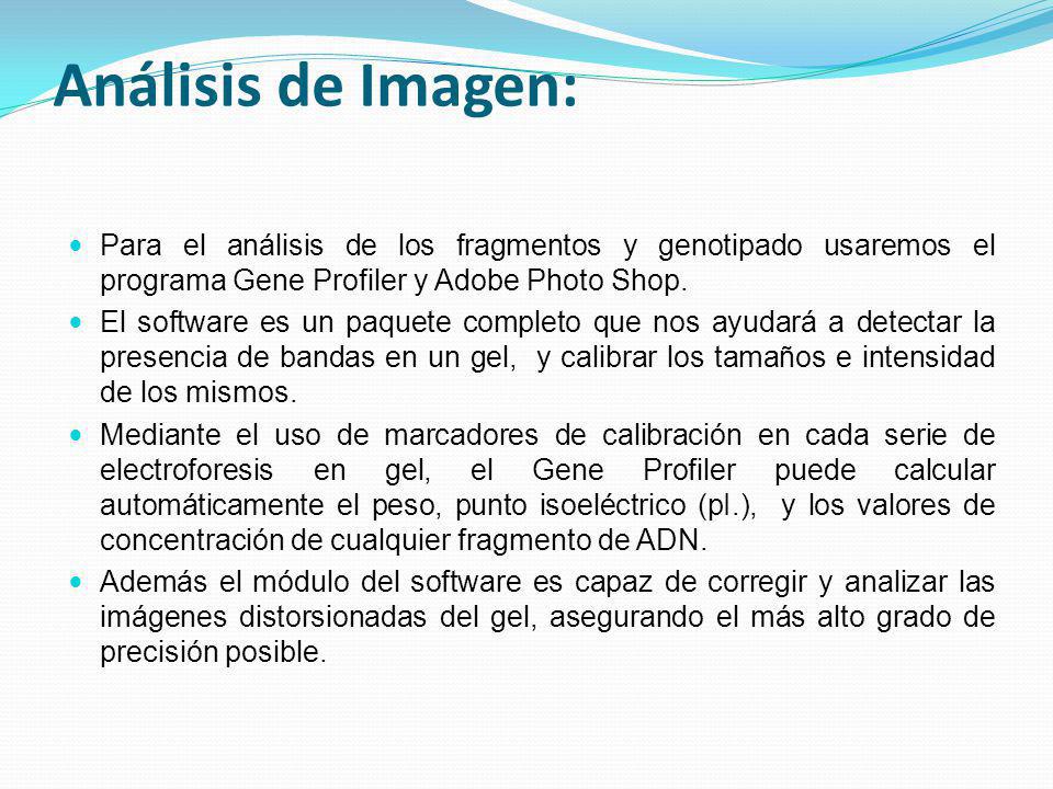 Análisis de Imagen: Para el análisis de los fragmentos y genotipado usaremos el programa Gene Profiler y Adobe Photo Shop.