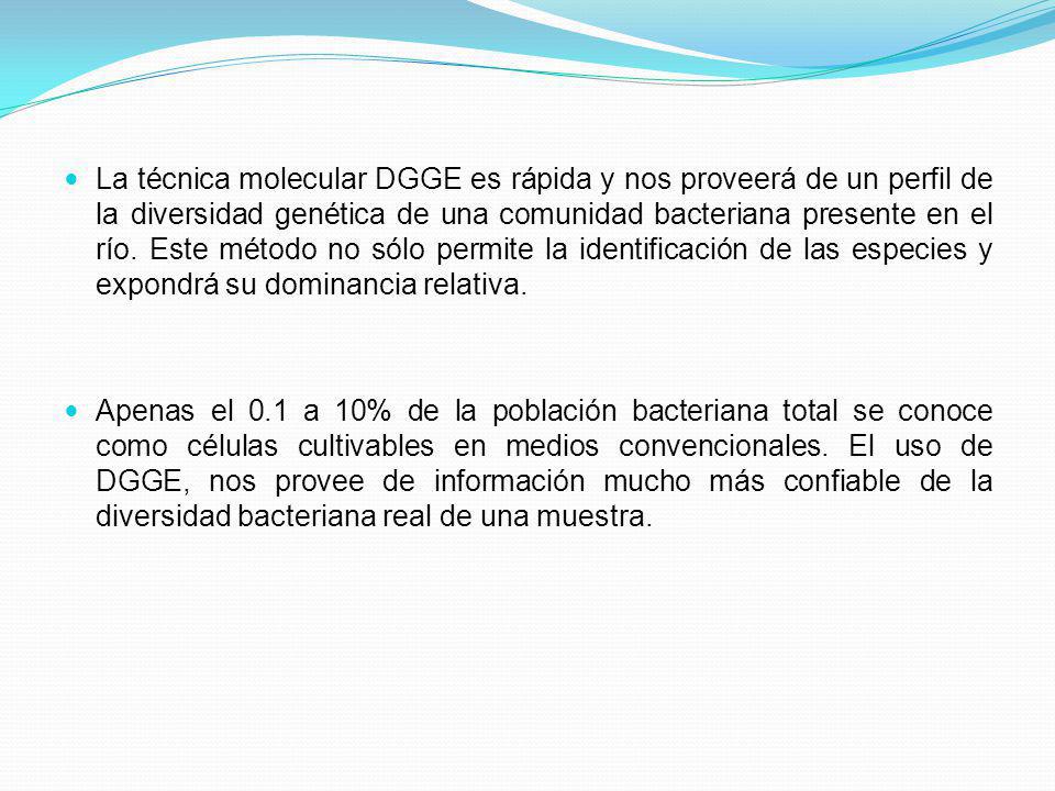 La técnica molecular DGGE es rápida y nos proveerá de un perfil de la diversidad genética de una comunidad bacteriana presente en el río. Este método no sólo permite la identificación de las especies y expondrá su dominancia relativa.