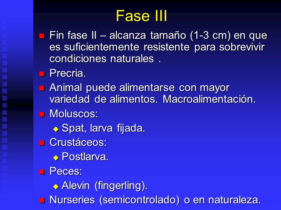 Fase III Fin fase II – alcanza tamaño (1-3 cm) en que es suficientemente resistente para sobrevivir condiciones naturales .