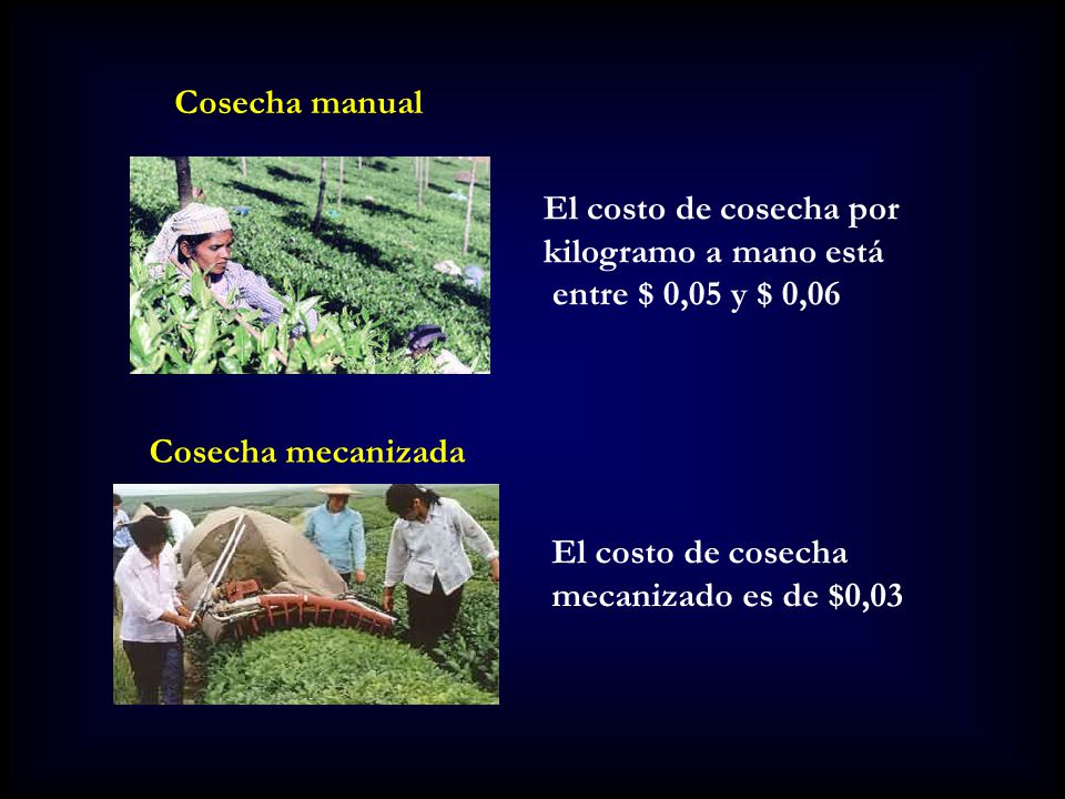Cosecha manual El costo de cosecha por. kilogramo a mano está. entre $ 0,05 y $ 0,06. Cosecha mecanizada.