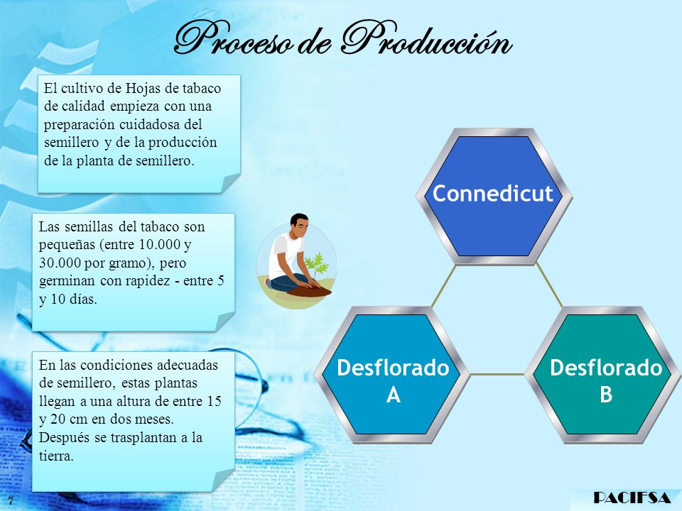 Proceso de Producción Connedicut Desflorado A Desflorado B PACIFSA