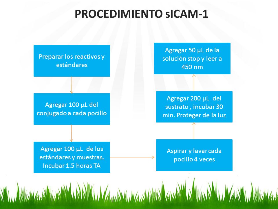 PROCEDIMIENTO sICAM-1 Agregar 50 µL de la solución stop y leer a 450 nm. Preparar los reactivos y estándares.