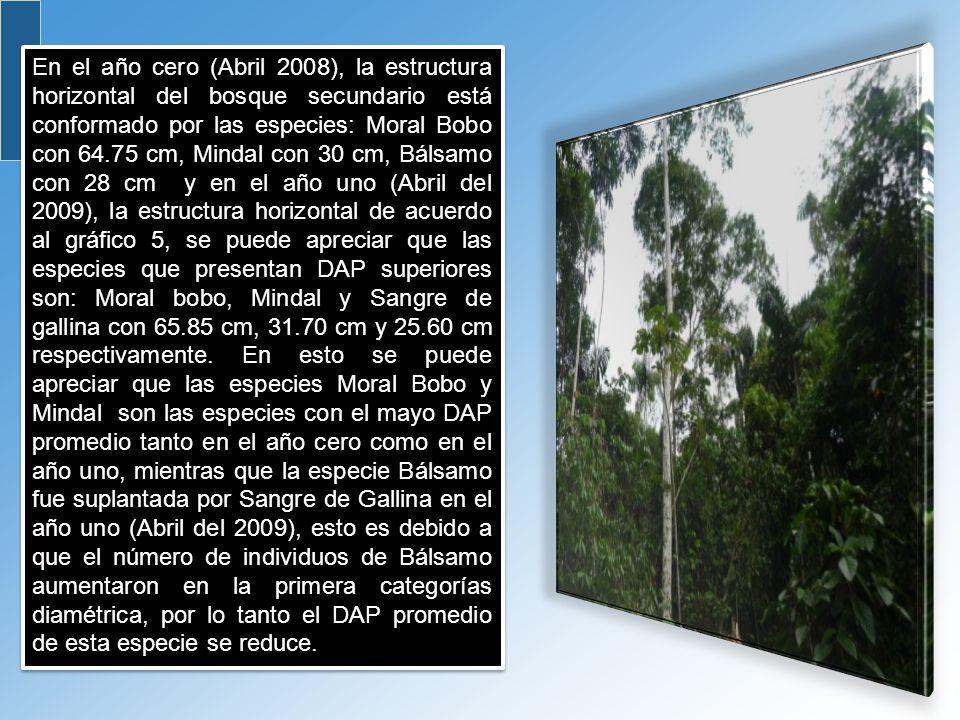 En el año cero (Abril 2008), la estructura horizontal del bosque secundario está conformado por las especies: Moral Bobo con cm, Mindal con 30 cm, Bálsamo con 28 cm y en el año uno (Abril del 2009), la estructura horizontal de acuerdo al gráfico 5, se puede apreciar que las especies que presentan DAP superiores son: Moral bobo, Mindal y Sangre de gallina con cm, cm y cm respectivamente.