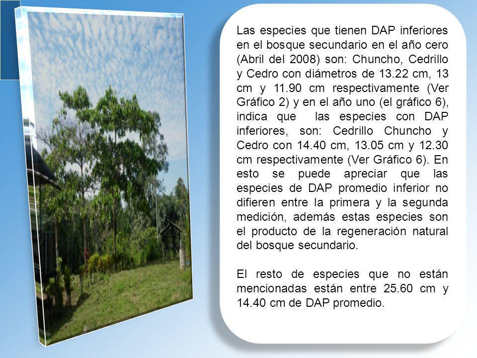 Las especies que tienen DAP inferiores en el bosque secundario en el año cero (Abril del 2008) son: Chuncho, Cedrillo y Cedro con diámetros de cm, 13 cm y cm respectivamente (Ver Gráfico 2) y en el año uno (el gráfico 6), indica que las especies con DAP inferiores, son: Cedrillo Chuncho y Cedro con cm, cm y cm respectivamente (Ver Gráfico 6). En esto se puede apreciar que las especies de DAP promedio inferior no difieren entre la primera y la segunda medición, además estas especies son el producto de la regeneración natural del bosque secundario.