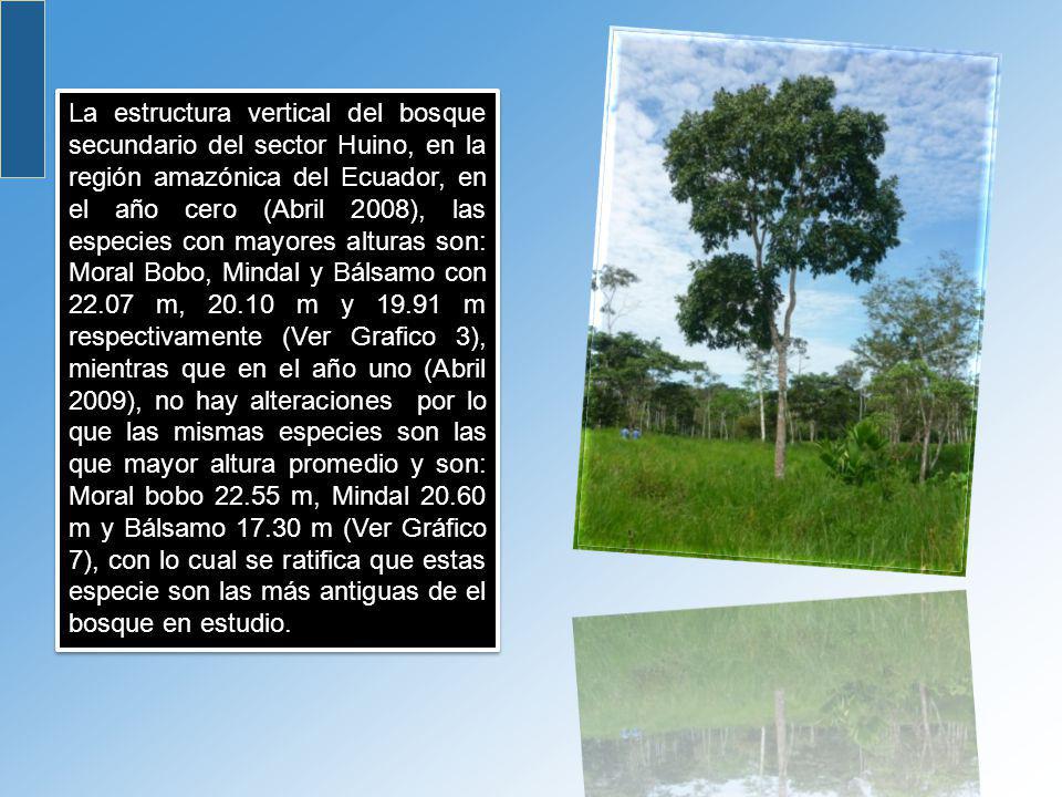 La estructura vertical del bosque secundario del sector Huino, en la región amazónica del Ecuador, en el año cero (Abril 2008), las especies con mayores alturas son: Moral Bobo, Mindal y Bálsamo con m, m y m respectivamente (Ver Grafico 3), mientras que en el año uno (Abril 2009), no hay alteraciones por lo que las mismas especies son las que mayor altura promedio y son: Moral bobo m, Mindal m y Bálsamo m (Ver Gráfico 7), con lo cual se ratifica que estas especie son las más antiguas de el bosque en estudio.