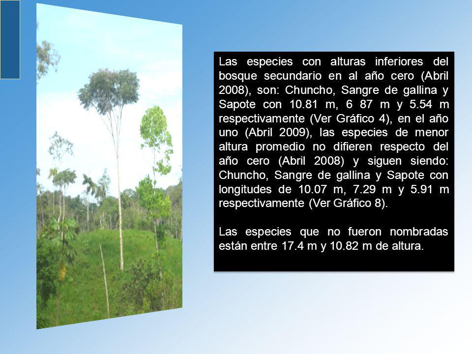 Las especies con alturas inferiores del bosque secundario en al año cero (Abril 2008), son: Chuncho, Sangre de gallina y Sapote con m, 6 87 m y 5.54 m respectivamente (Ver Gráfico 4), en el año uno (Abril 2009), las especies de menor altura promedio no difieren respecto del año cero (Abril 2008) y siguen siendo: Chuncho, Sangre de gallina y Sapote con longitudes de m, 7.29 m y 5.91 m respectivamente (Ver Gráfico 8).