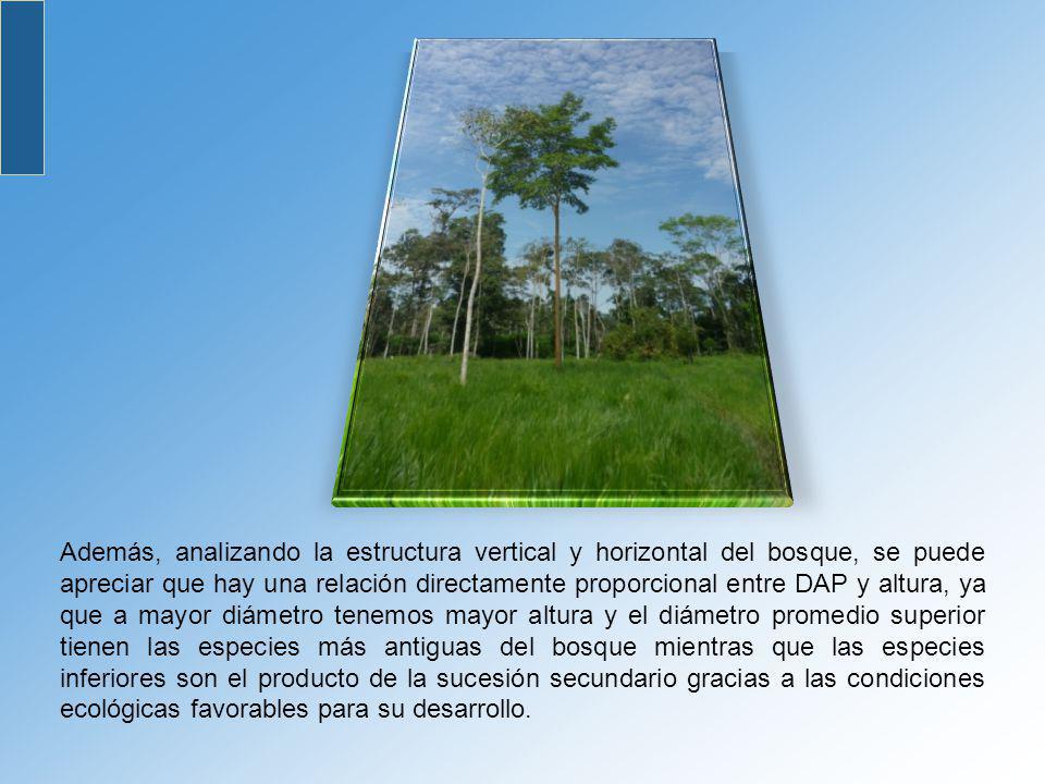 Además, analizando la estructura vertical y horizontal del bosque, se puede apreciar que hay una relación directamente proporcional entre DAP y altura, ya que a mayor diámetro tenemos mayor altura y el diámetro promedio superior tienen las especies más antiguas del bosque mientras que las especies inferiores son el producto de la sucesión secundario gracias a las condiciones ecológicas favorables para su desarrollo.