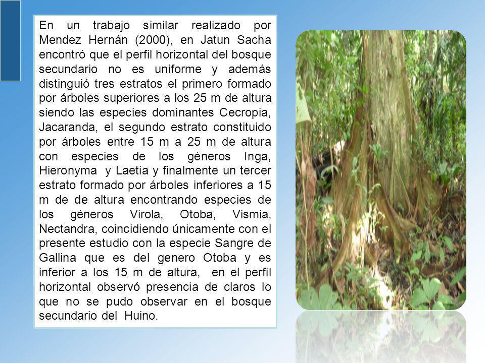 En un trabajo similar realizado por Mendez Hernán (2000), en Jatun Sacha encontró que el perfil horizontal del bosque secundario no es uniforme y además distinguió tres estratos el primero formado por árboles superiores a los 25 m de altura siendo las especies dominantes Cecropia, Jacaranda, el segundo estrato constituido por árboles entre 15 m a 25 m de altura con especies de los géneros Inga, Hieronyma y Laetia y finalmente un tercer estrato formado por árboles inferiores a 15 m de de altura encontrando especies de los géneros Virola, Otoba, Vismia, Nectandra, coincidiendo únicamente con el presente estudio con la especie Sangre de Gallina que es del genero Otoba y es inferior a los 15 m de altura, en el perfil horizontal observó presencia de claros lo que no se pudo observar en el bosque secundario del Huino.