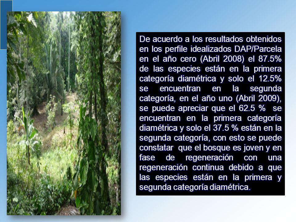 De acuerdo a los resultados obtenidos en los perfile idealizados DAP/Parcela en el año cero (Abril 2008) el 87.5% de las especies están en la primera categoría diamétrica y solo el 12.5% se encuentran en la segunda categoría, en el año uno (Abril 2009), se puede apreciar que el 62.5 % se encuentran en la primera categoría diamétrica y solo el 37.5 % están en la segunda categoría, con esto se puede constatar que el bosque es joven y en fase de regeneración con una regeneración continua debido a que las especies están en la primera y segunda categoría diamétrica.