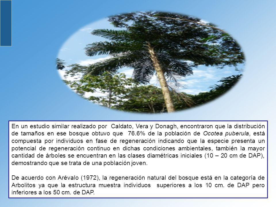En un estudio similar realizado por Caldato, Vera y Donagh, encontraron que la distribución de tamaños en ese bosque obtuvo que 76.6% de la población de Ocotea puberula, está compuesta por individuos en fase de regeneración indicando que la especie presenta un potencial de regeneración continuo en dichas condiciones ambientales, también la mayor cantidad de árboles se encuentran en las clases diamétricas iniciales (10 – 20 cm de DAP), demostrando que se trata de una población joven.