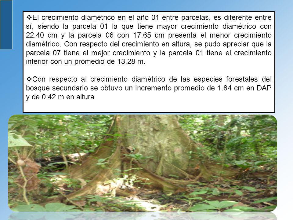 El crecimiento diamétrico en el año 01 entre parcelas, es diferente entre sí, siendo la parcela 01 la que tiene mayor crecimiento diamétrico con cm y la parcela 06 con cm presenta el menor crecimiento diamétrico. Con respecto del crecimiento en altura, se pudo apreciar que la parcela 07 tiene el mejor crecimiento y la parcela 01 tiene el crecimiento inferior con un promedio de m.