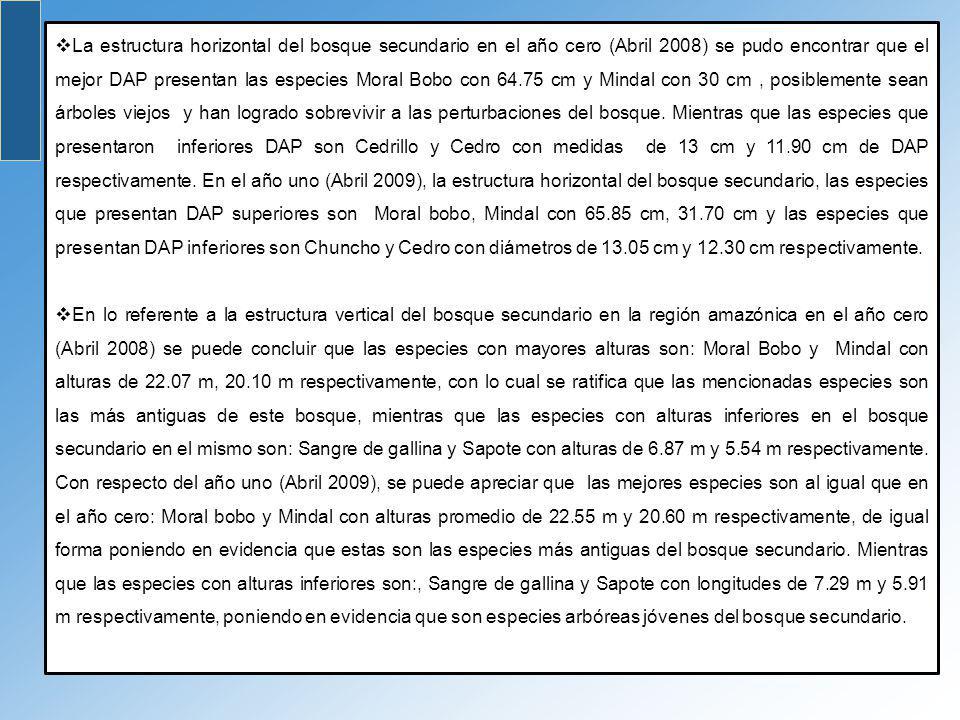 La estructura horizontal del bosque secundario en el año cero (Abril 2008) se pudo encontrar que el mejor DAP presentan las especies Moral Bobo con cm y Mindal con 30 cm , posiblemente sean árboles viejos y han logrado sobrevivir a las perturbaciones del bosque. Mientras que las especies que presentaron inferiores DAP son Cedrillo y Cedro con medidas de 13 cm y cm de DAP respectivamente. En el año uno (Abril 2009), la estructura horizontal del bosque secundario, las especies que presentan DAP superiores son Moral bobo, Mindal con cm, cm y las especies que presentan DAP inferiores son Chuncho y Cedro con diámetros de cm y cm respectivamente.