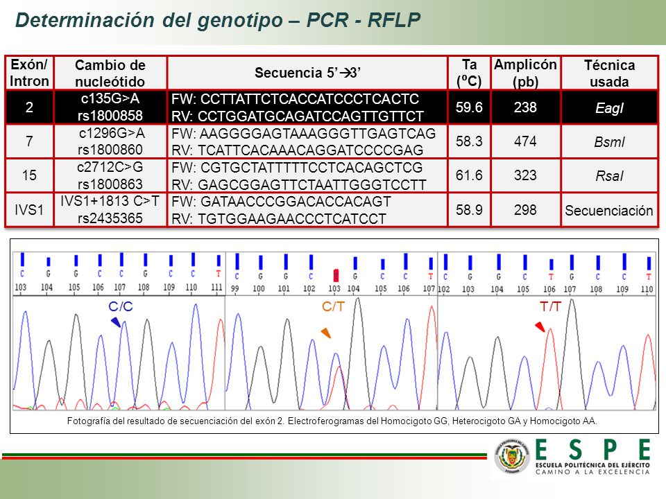 Determinación del genotipo – PCR - RFLP