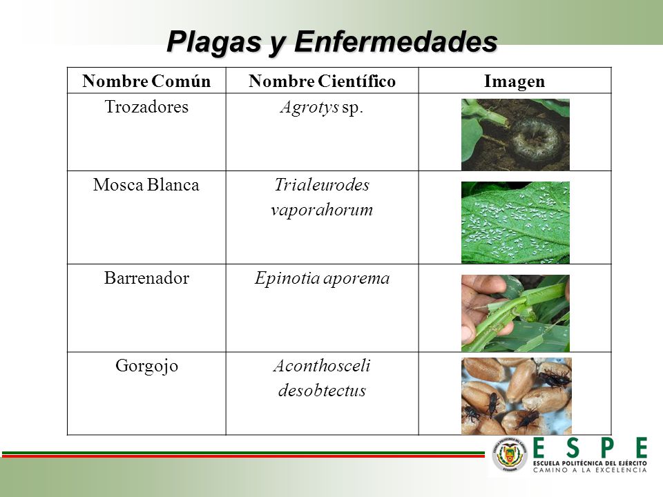 Plagas y Enfermedades Nombre Común Nombre Científico Imagen Trozadores
