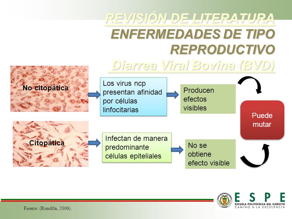 REVISIÓN DE LITERATURA ENFERMEDADES DE TIPO REPRODUCTIVO Diarrea Viral Bovina (BVD)
