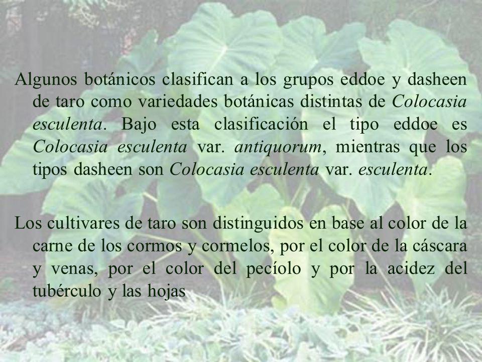 Algunos botánicos clasifican a los grupos eddoe y dasheen de taro como variedades botánicas distintas de Colocasia esculenta. Bajo esta clasificación el tipo eddoe es Colocasia esculenta var. antiquorum, mientras que los tipos dasheen son Colocasia esculenta var. esculenta.