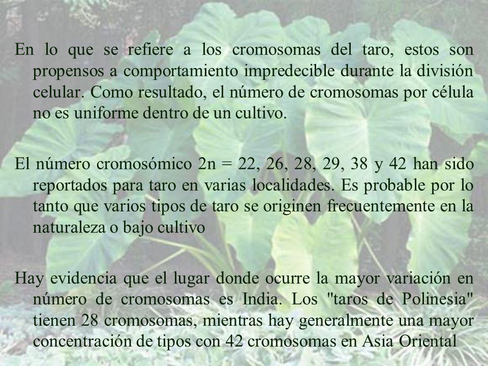En lo que se refiere a los cromosomas del taro, estos son propensos a comportamiento impredecible durante la división celular. Como resultado, el número de cromosomas por célula no es uniforme dentro de un cultivo.