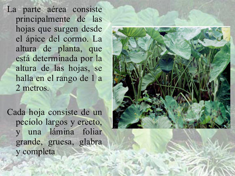 La parte aérea consiste principalmente de las hojas que surgen desde el ápice del cormo. La altura de planta, que está determinada por la altura de las hojas, se halla en el rango de 1 a 2 metros.