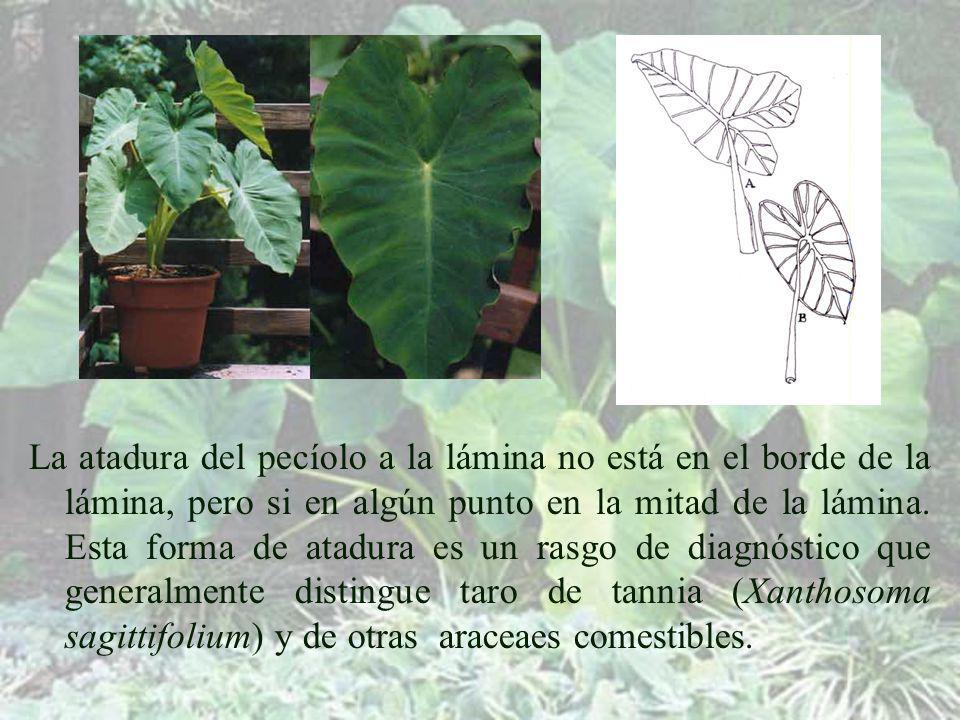 La atadura del pecíolo a la lámina no está en el borde de la lámina, pero si en algún punto en la mitad de la lámina.