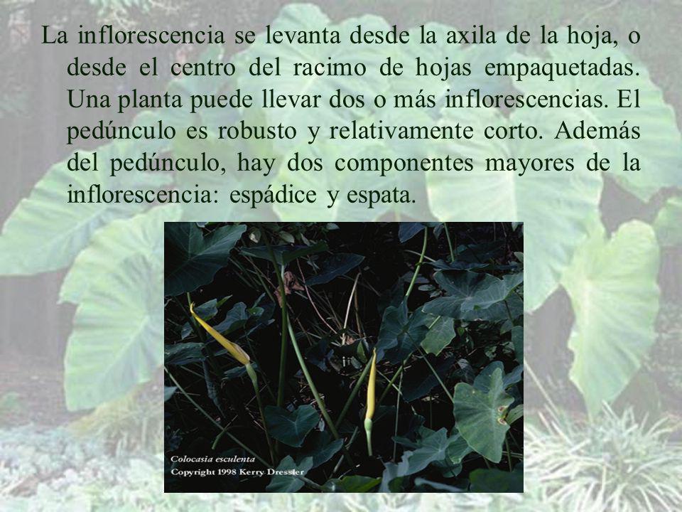 La inflorescencia se levanta desde la axila de la hoja, o desde el centro del racimo de hojas empaquetadas.
