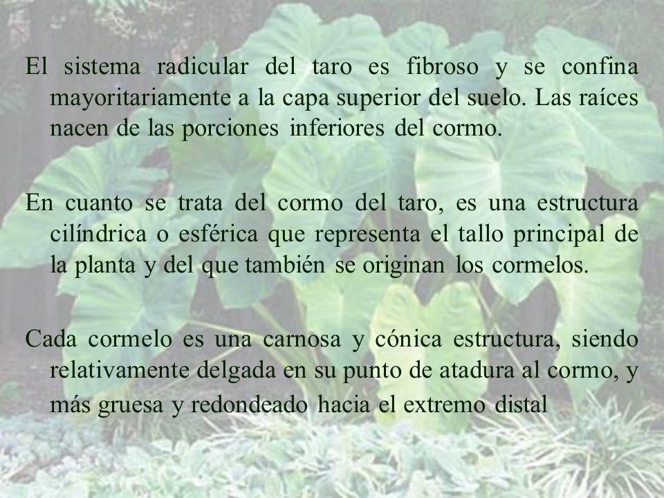 El sistema radicular del taro es fibroso y se confina mayoritariamente a la capa superior del suelo. Las raíces nacen de las porciones inferiores del cormo.