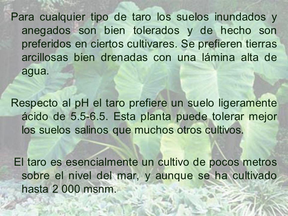 Para cualquier tipo de taro los suelos inundados y anegados son bien tolerados y de hecho son preferidos en ciertos cultivares. Se prefieren tierras arcillosas bien drenadas con una lámina alta de agua.