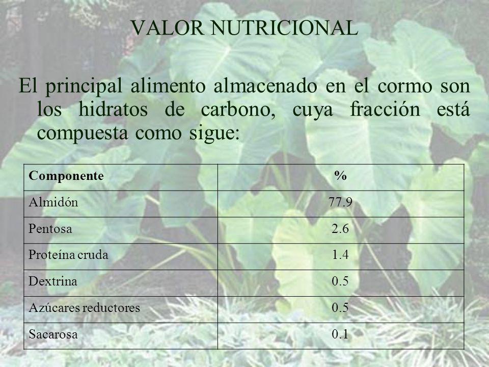 VALOR NUTRICIONAL El principal alimento almacenado en el cormo son los hidratos de carbono, cuya fracción está compuesta como sigue: