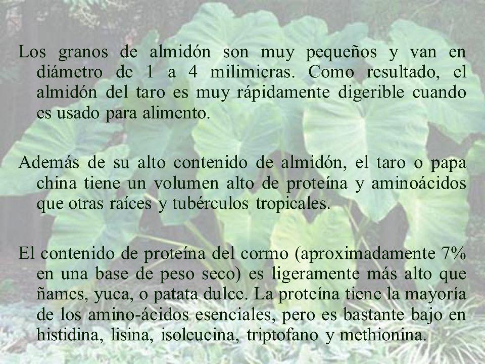 Los granos de almidón son muy pequeños y van en diámetro de 1 a 4 milimicras. Como resultado, el almidón del taro es muy rápidamente digerible cuando es usado para alimento.