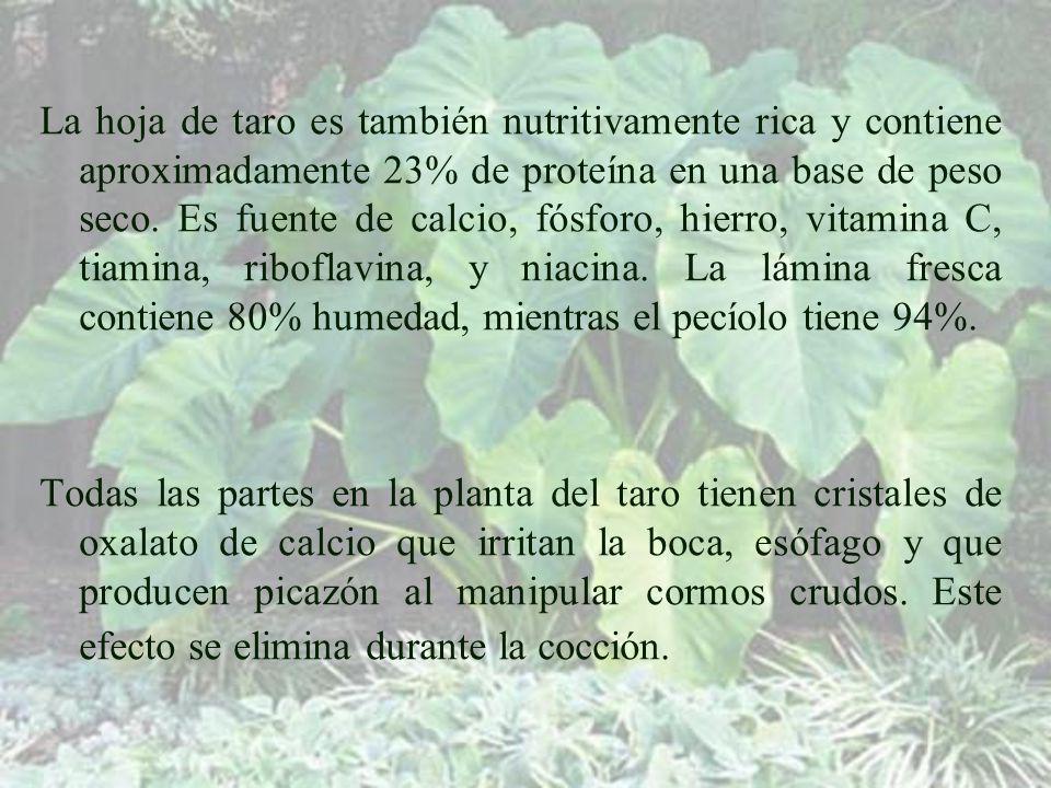La hoja de taro es también nutritivamente rica y contiene aproximadamente 23% de proteína en una base de peso seco. Es fuente de calcio, fósforo, hierro, vitamina C, tiamina, riboflavina, y niacina. La lámina fresca contiene 80% humedad, mientras el pecíolo tiene 94%.