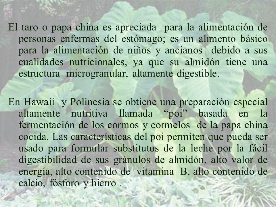 El taro o papa china es apreciada para la alimentación de personas enfermas del estómago; es un alimento básico para la alimentación de niños y ancianos debido a sus cualidades nutricionales, ya que su almidón tiene una estructura microgranular, altamente digestible.