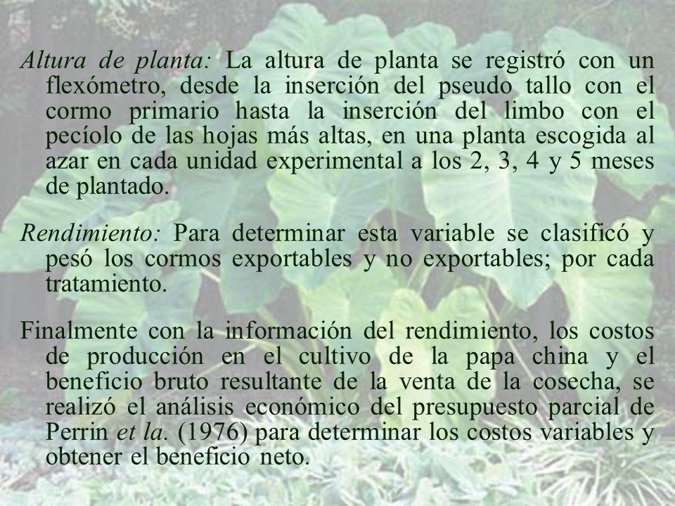 Altura de planta: La altura de planta se registró con un flexómetro, desde la inserción del pseudo tallo con el cormo primario hasta la inserción del limbo con el pecíolo de las hojas más altas, en una planta escogida al azar en cada unidad experimental a los 2, 3, 4 y 5 meses de plantado.
