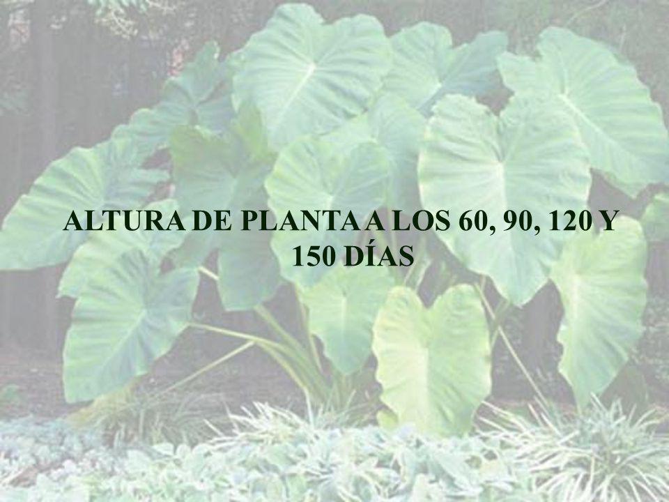 ALTURA DE PLANTA A LOS 60, 90, 120 Y 150 DÍAS