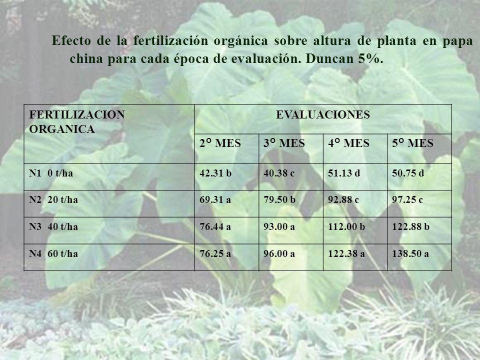 Efecto de la fertilización orgánica sobre altura de planta en papa china para cada época de evaluación. Duncan 5%.