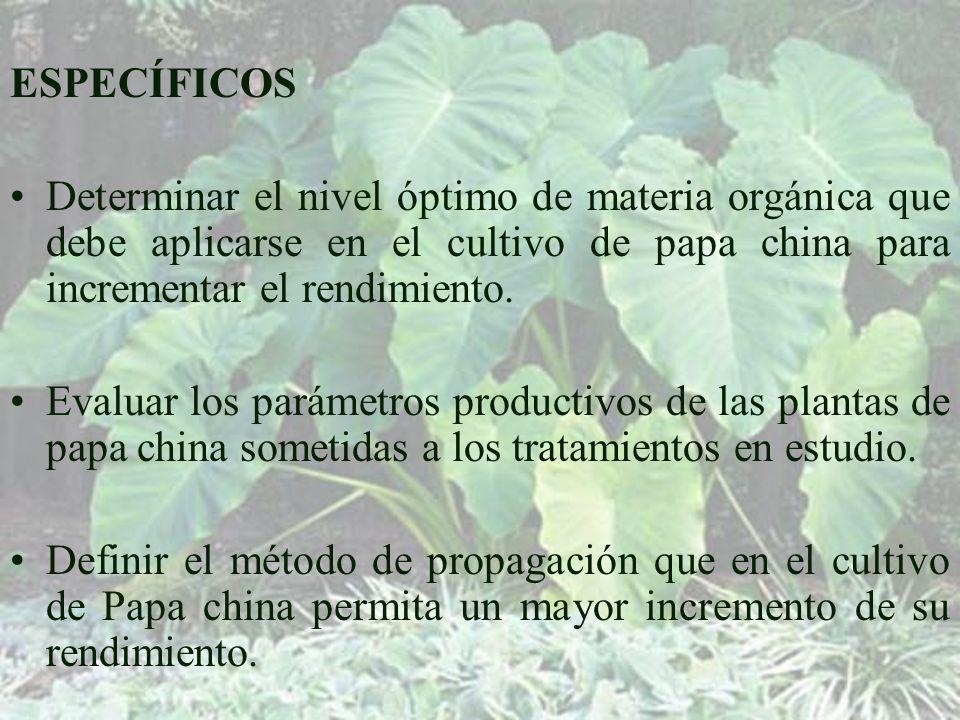 ESPECÍFICOS Determinar el nivel óptimo de materia orgánica que debe aplicarse en el cultivo de papa china para incrementar el rendimiento.