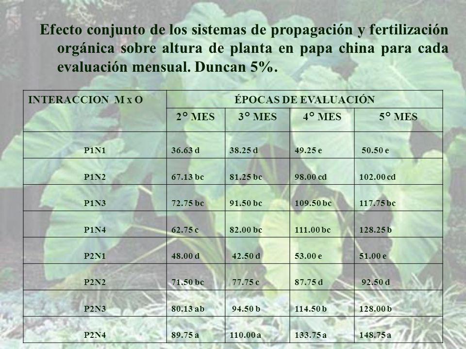 Efecto conjunto de los sistemas de propagación y fertilización orgánica sobre altura de planta en papa china para cada evaluación mensual. Duncan 5%.