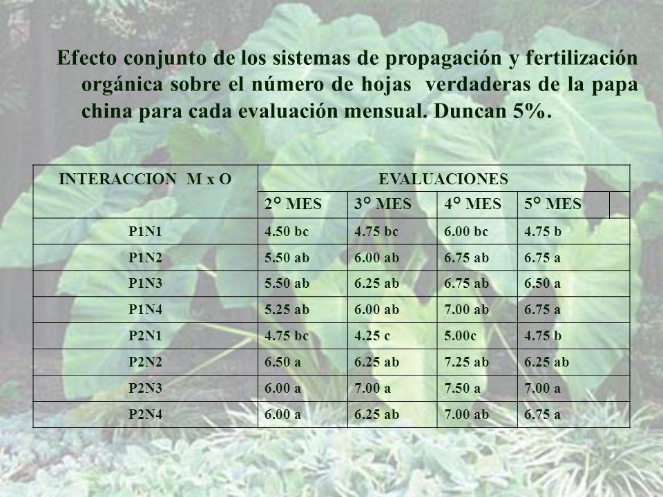 Efecto conjunto de los sistemas de propagación y fertilización orgánica sobre el número de hojas verdaderas de la papa china para cada evaluación mensual. Duncan 5%.