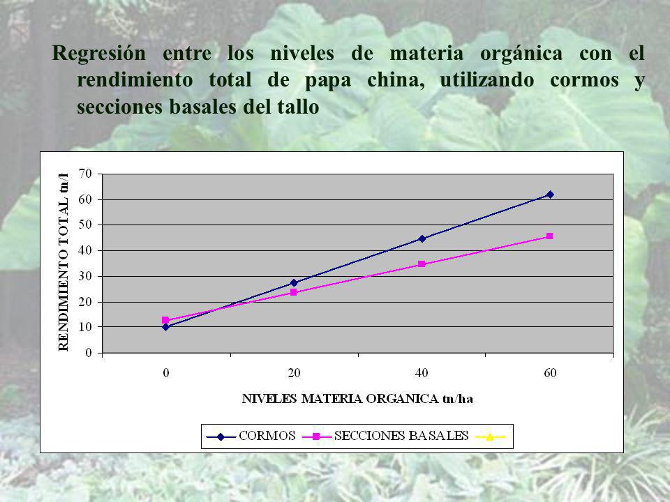 Regresión entre los niveles de materia orgánica con el rendimiento total de papa china, utilizando cormos y secciones basales del tallo