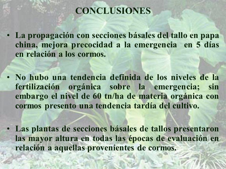 CONCLUSIONES La propagación con secciones básales del tallo en papa china, mejora precocidad a la emergencia en 5 días en relación a los cormos.