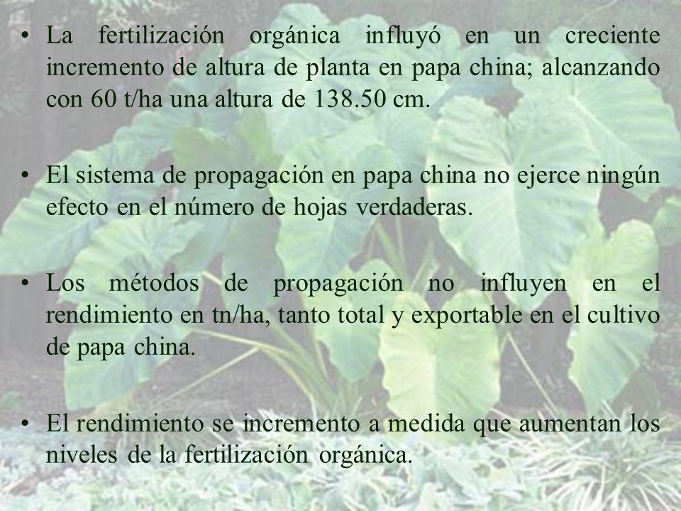 La fertilización orgánica influyó en un creciente incremento de altura de planta en papa china; alcanzando con 60 t/ha una altura de cm.