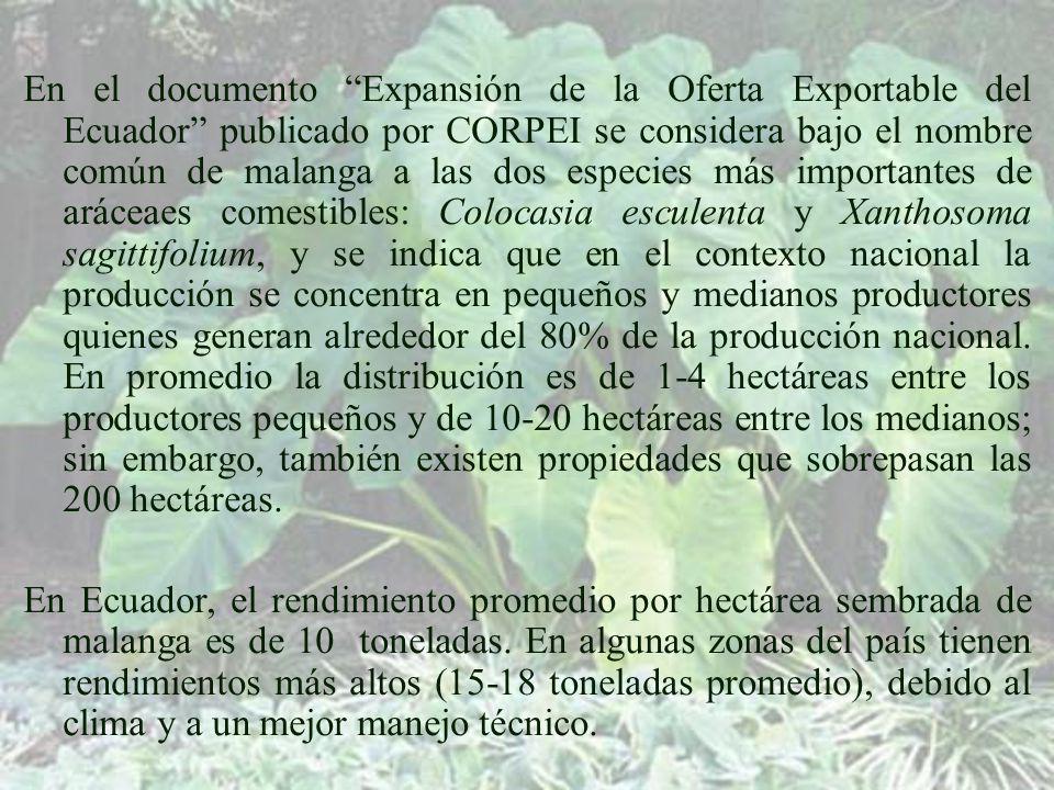 En el documento Expansión de la Oferta Exportable del Ecuador publicado por CORPEI se considera bajo el nombre común de malanga a las dos especies más importantes de aráceaes comestibles: Colocasia esculenta y Xanthosoma sagittifolium, y se indica que en el contexto nacional la producción se concentra en pequeños y medianos productores quienes generan alrededor del 80% de la producción nacional. En promedio la distribución es de 1-4 hectáreas entre los productores pequeños y de hectáreas entre los medianos; sin embargo, también existen propiedades que sobrepasan las 200 hectáreas.