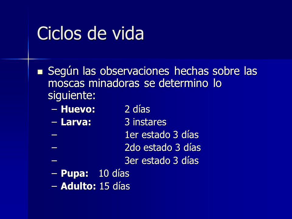 Ciclos de vida Según las observaciones hechas sobre las moscas minadoras se determino lo siguiente: