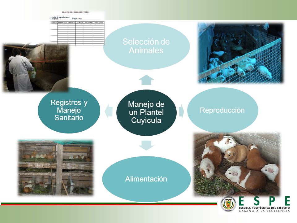 Selección de Animales Reproducción Alimentación