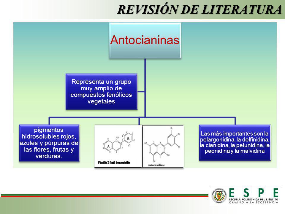 REVISIÓN DE LITERATURA