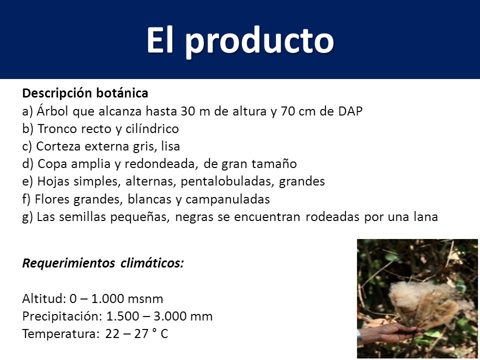El producto Descripción botánica