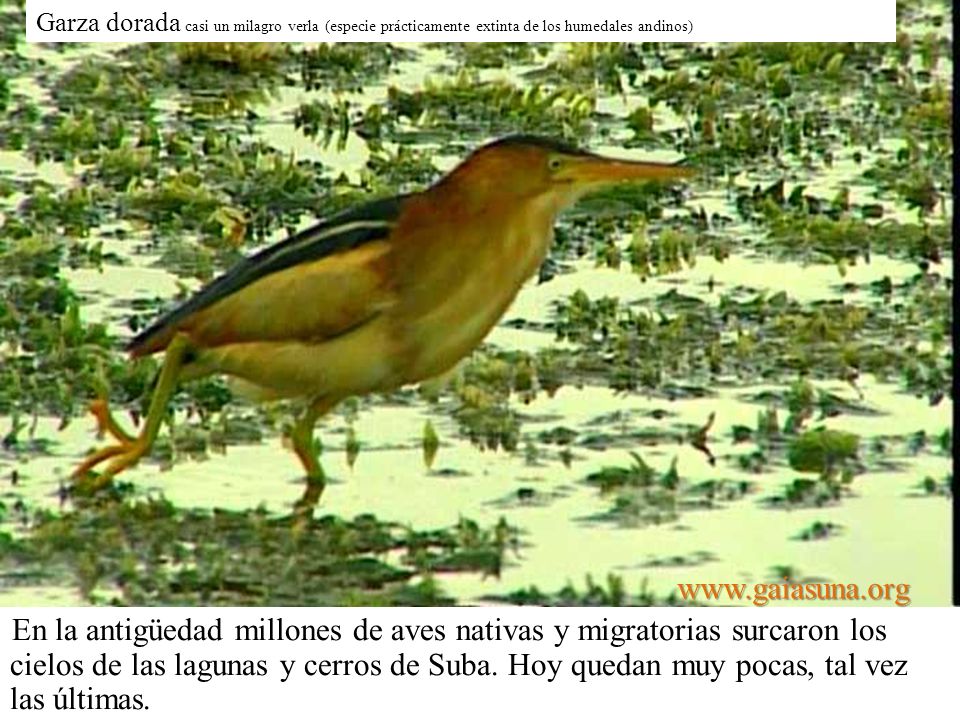 Garza dorada casi un milagro verla (especie prácticamente extinta de los humedales andinos)