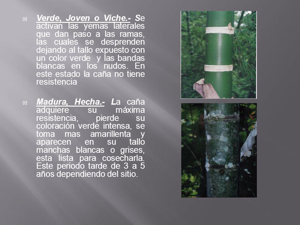Verde, Joven o Viche.- Se activan las yemas laterales que dan paso a las ramas, las cuales se desprenden dejando al tallo expuesto con un color verde y las bandas blancas en los nudos. En este estado la caña no tiene resistencia