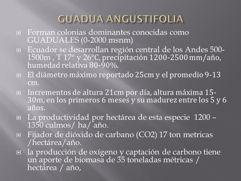 GUADUA ANGUSTIFOLIA Forman colonias dominantes conocidas como GUADUALES ( msnm)