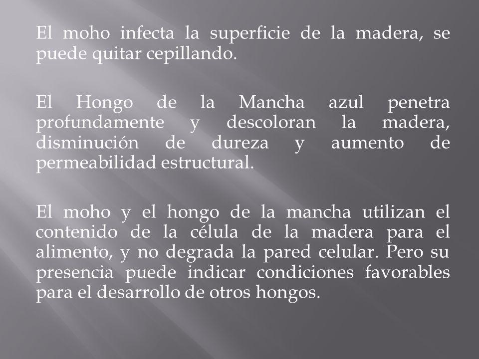 El moho infecta la superficie de la madera, se puede quitar cepillando