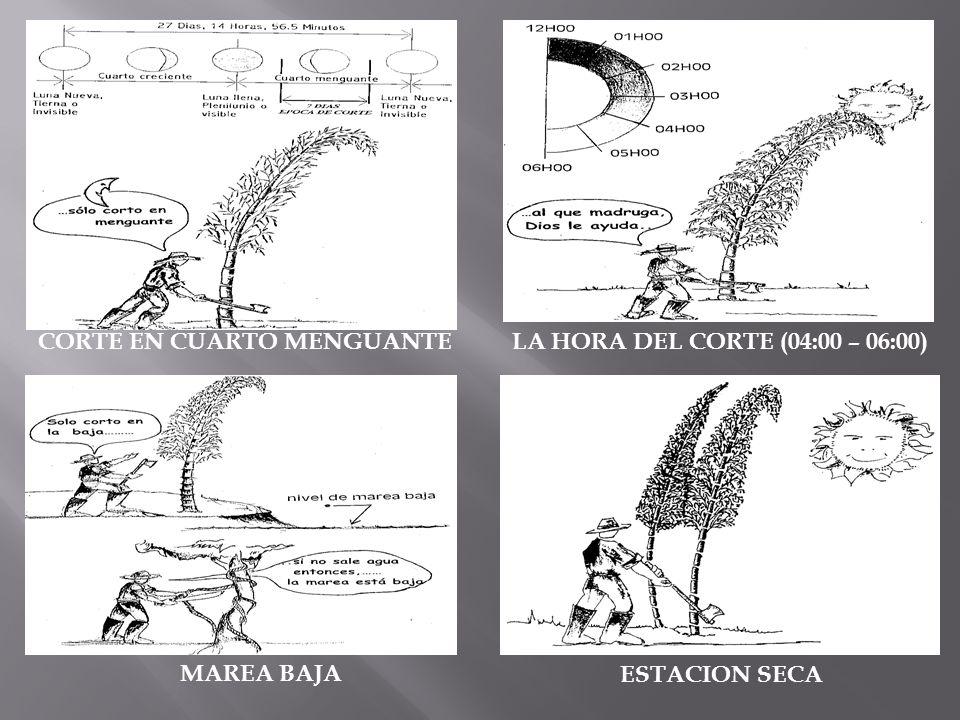 CORTE EN CUARTO MENGUANTE